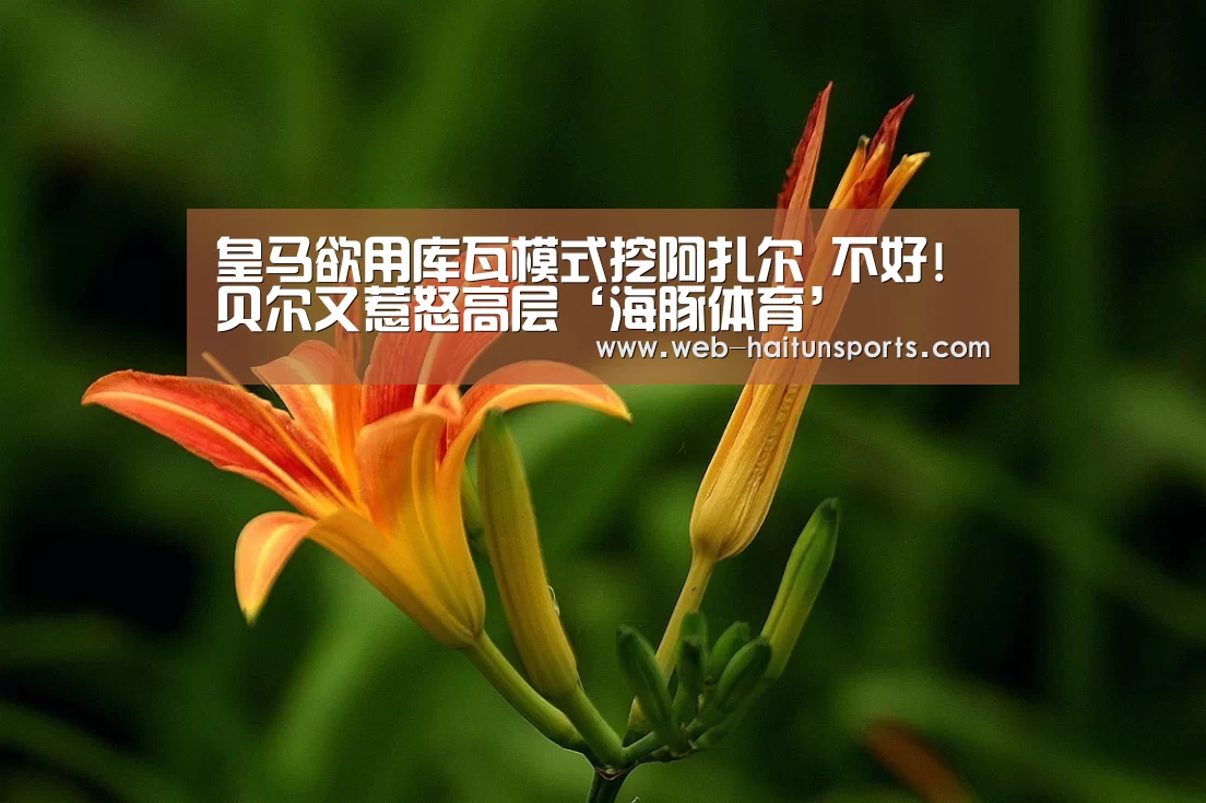 海豚体育
