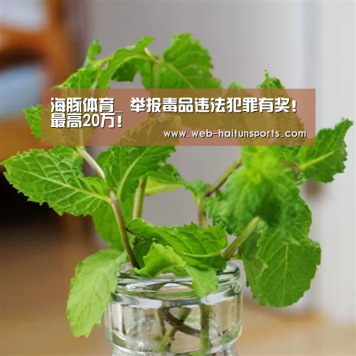 海豚体育